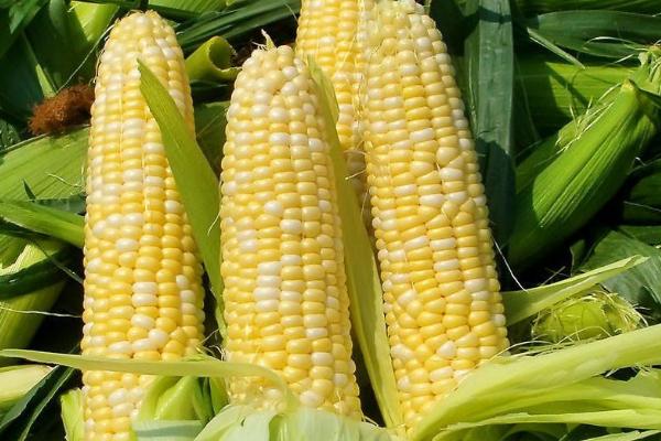 辽科111玉米种子介绍,中抗茎腐病(≤7.0%)