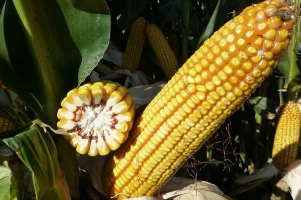 辽科111玉米种子介绍,中抗茎腐病(≤7.0%)