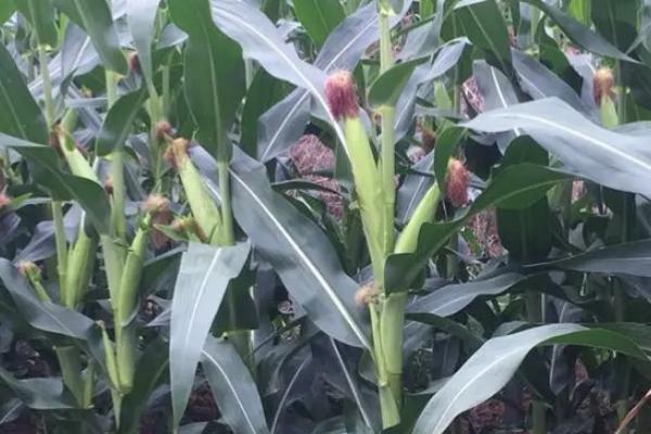 德光204玉米品种的特性,4月中下旬至5月上旬播种