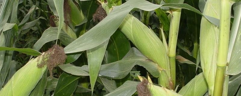 JBB988玉米种子特点，4月中旬播种
