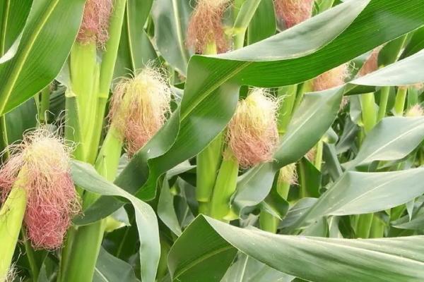 JBB988玉米种子特点,4月中旬播种