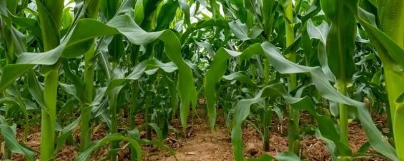 禾田14玉米种子特点，种植密度不宜过大