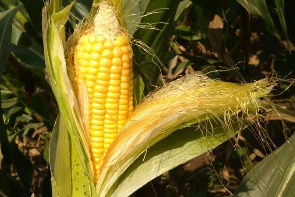 禾田14玉米种子特点，种植密度不宜过大