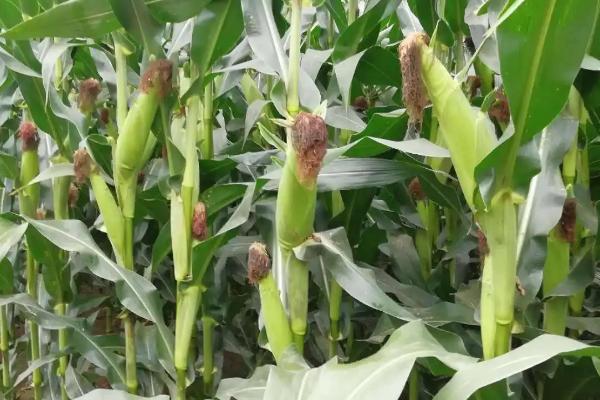 BF2808玉米种子介绍,出苗至成熟期136.5天