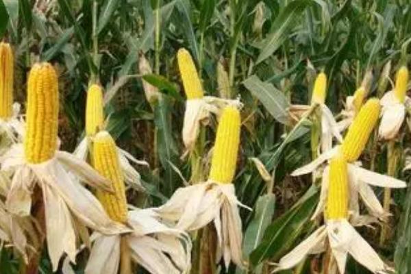 JBB988玉米种子特点,4月中旬播种