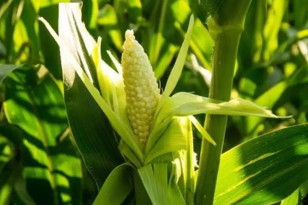 禾田14玉米种子特点，种植密度不宜过大