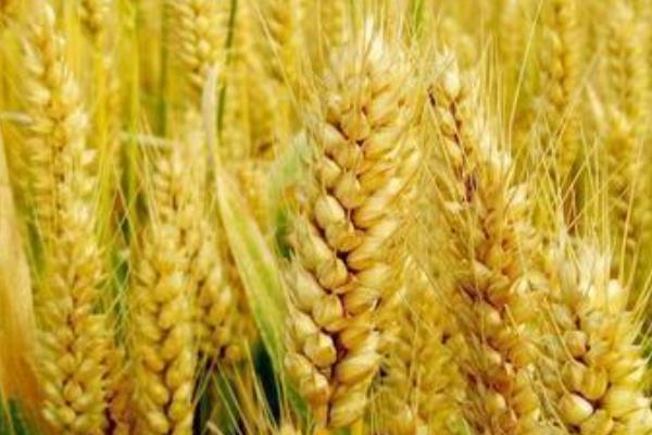 连增293小麦种子特征特性，每亩基本苗25—30万