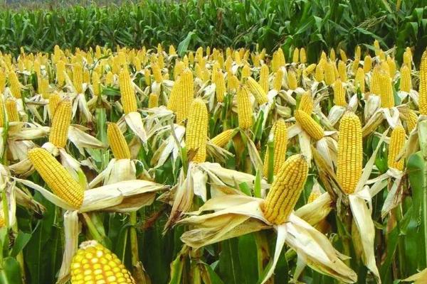 德光204玉米品种的特性,4月中下旬至5月上旬播种