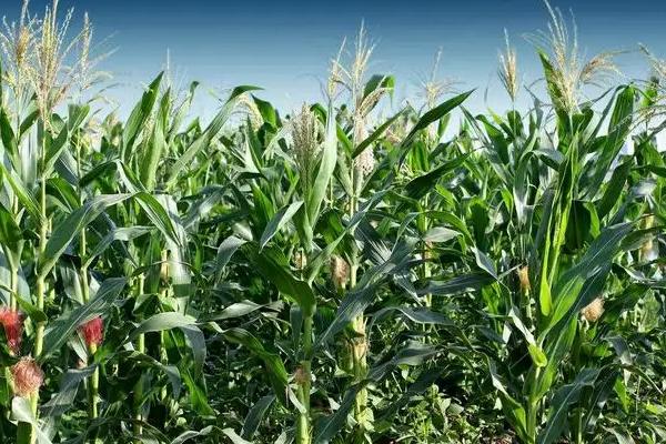 德光204玉米品种的特性,4月中下旬至5月上旬播种