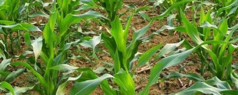 德光204玉米品种的特性，4月中下旬至5月上旬播种