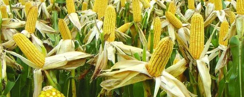 HC706玉米种子特点，中抗茎腐病