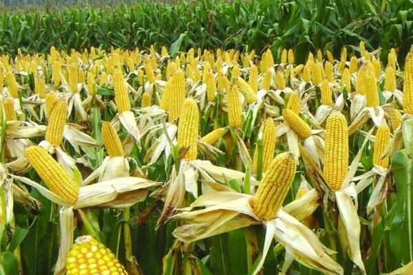 HC706玉米种子特点，中抗茎腐病