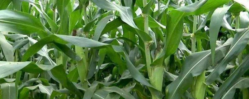 增信221玉米种子简介，中抗灰斑病