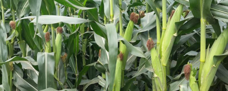 F587玉米种子特点，适宜播种期4月下旬至5月中旬