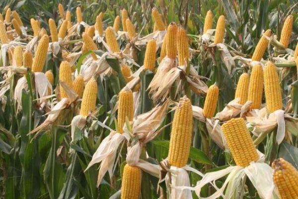 登海359玉米品种简介，中抗灰斑病