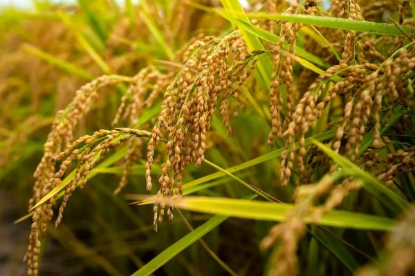 诚两优玖占水稻种子特征特性，全生育期132.9天