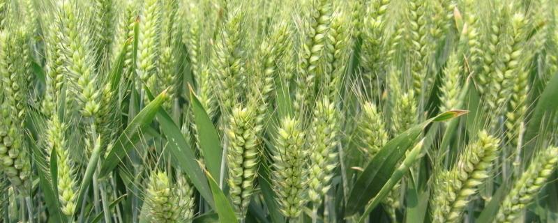 锋麦96小麦种子简介，适宜播期为10月1日～15日