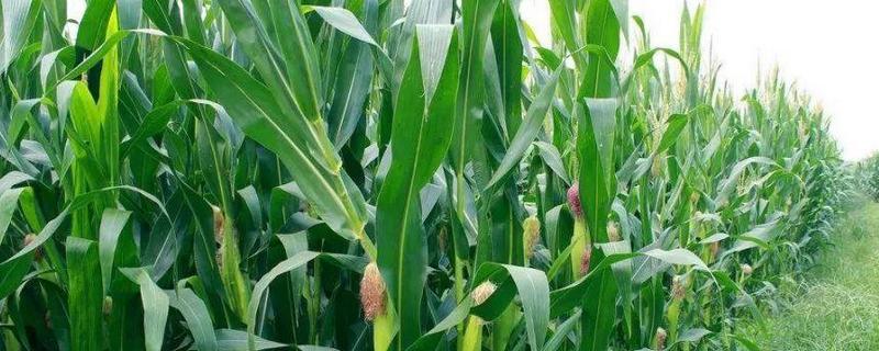 乾润969玉米种子简介，高抗茎腐病（≤3.9%）