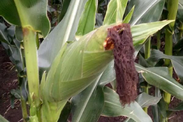 宏铁3917玉米种子简介,密度4500株/亩左右
