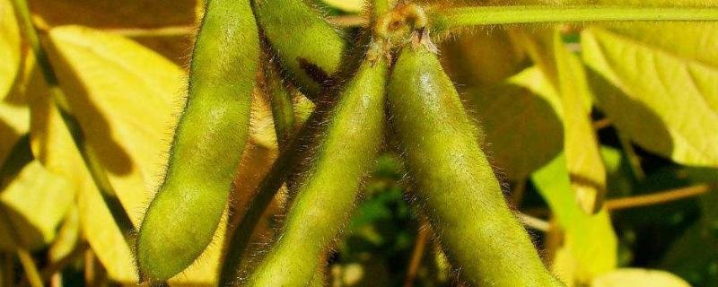 佳豆71大豆品种的特性，该品种在适应区5月上旬播种