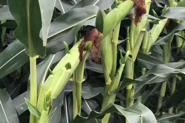 新玉985玉米品种的特性,中抗灰斑病