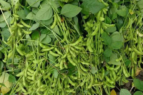 佳豆71大豆品种的特性,该品种在适应区5月上旬播种