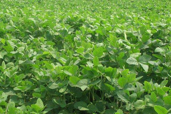 盛豆1号大豆种子特点，中等以上肥力地块上种植