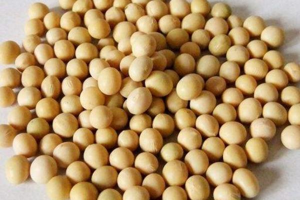 盛豆1号大豆种子特点，中等以上肥力地块上种植