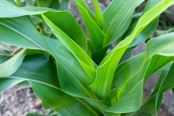 芯农1318玉米品种的特性,春播出苗至成熟128天