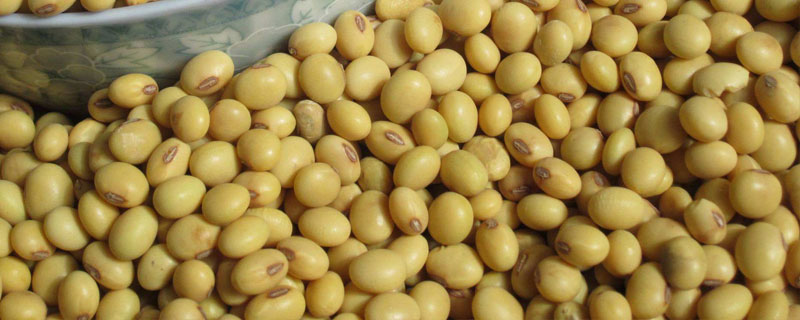 盛豆1号大豆种子特点，中等以上肥力地块上种植