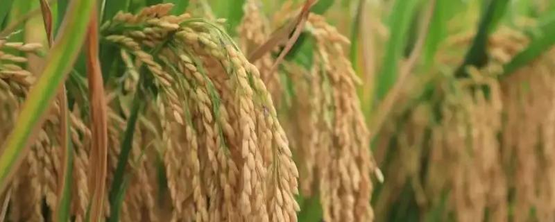 隆腾两优5287水稻品种简介，秧田亩播种量10千克