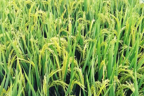 隆腾两优5287水稻品种简介,秧田亩播种量10千克