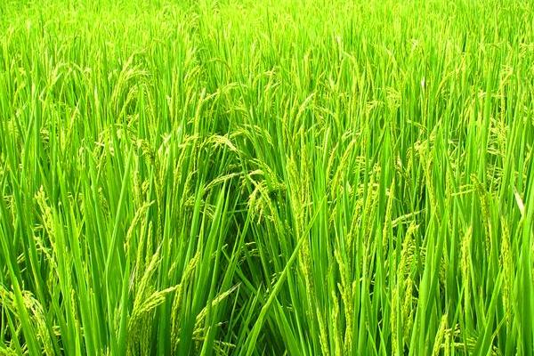 惠和优508水稻种子介绍，品种氮肥利用率较高
