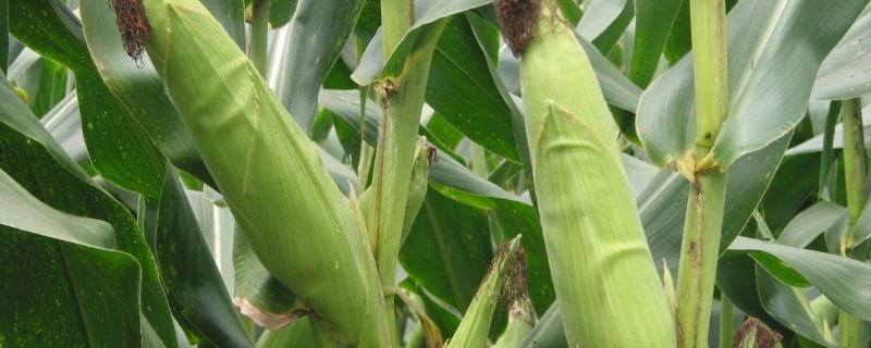 登海992玉米种子介绍，中抗茎腐病