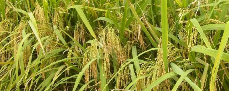 惠和优508水稻种子介绍，品种氮肥利用率较高