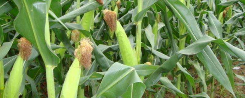 JD1605玉米种子简介，密度6000株/亩左右