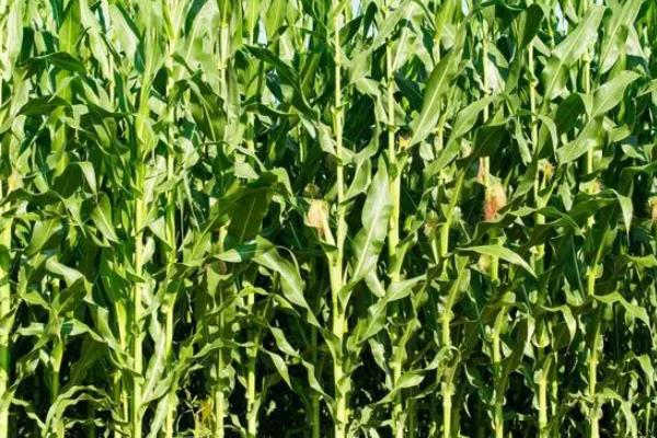 JD1605玉米种子简介，密度6000株/亩左右