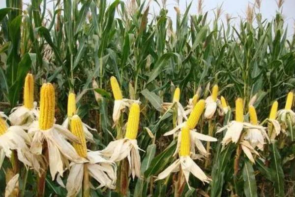 登海992玉米种子介绍,中抗茎腐病