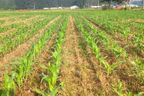 JD1605玉米种子简介，密度6000株/亩左右