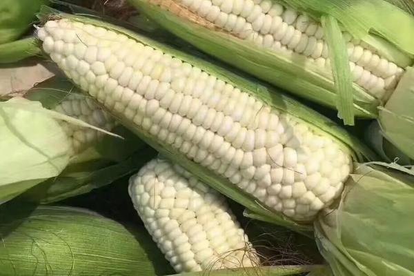 德单239玉米品种简介,中抗大斑病
