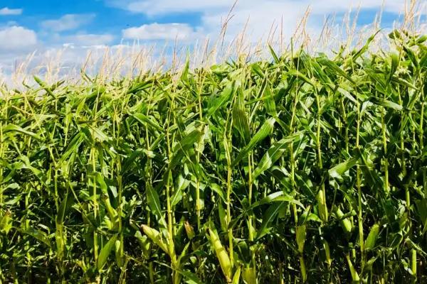 JD1605玉米种子简介，密度6000株/亩左右