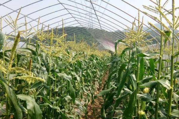 龙单318玉米种子特征特性,密度5000株/亩左右