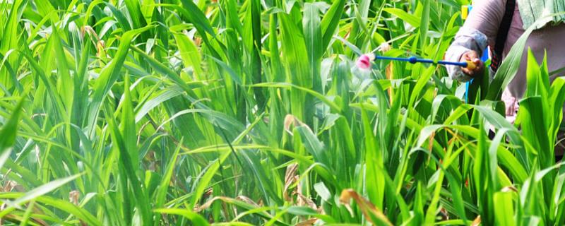 DF8819玉米品种的特性，适宜播种期4月下旬至5月中旬