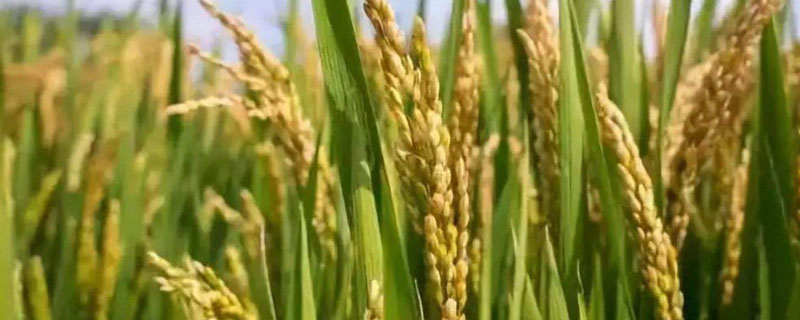 黄华油占水稻种子介绍，秧田播种量每亩8.0千克