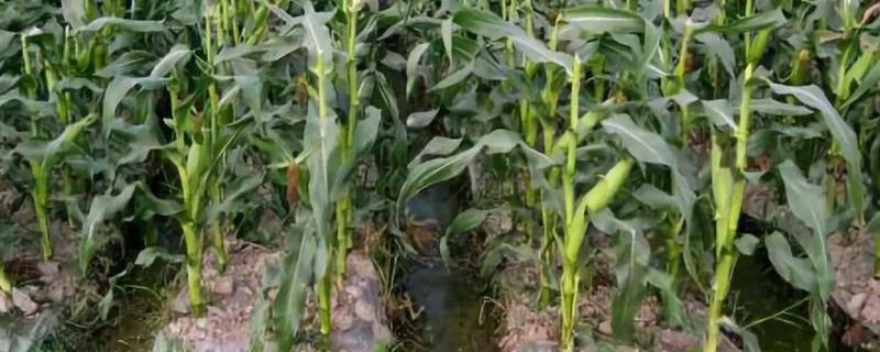 三斗玉007玉米品种的特性，适宜播种期3月下旬至5月下旬