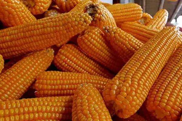 DF8819玉米品种的特性，适宜播种期4月下旬至5月中旬