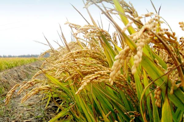 瑞两优87水稻品种简介,秧田播种量每亩15.0千克