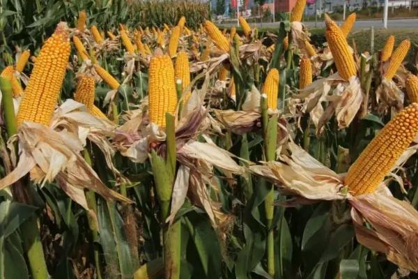 泽尔沣515玉米种子介绍，适宜播种期4月下旬至5月上旬