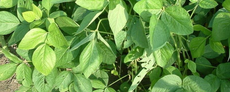 黑农531大豆品种简介，种植密度