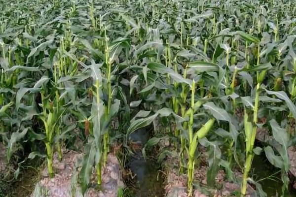 ZD2023玉米种子特点,中抗茎腐病